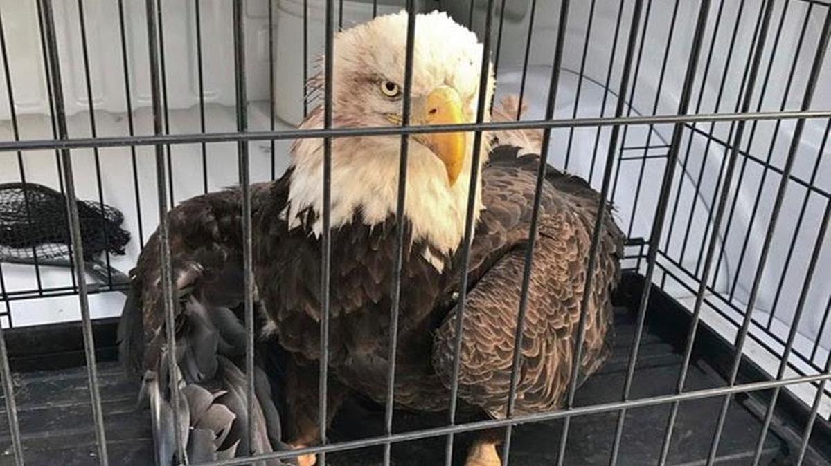 This bald eagle was found with a broken wing Thursday near Smithville Lake. Conservation agents later found nearby an eagle nest downed by a tornado that passed through the area Monday. The eagle was placed in the care of licensed wildlife rehabilitation officials.