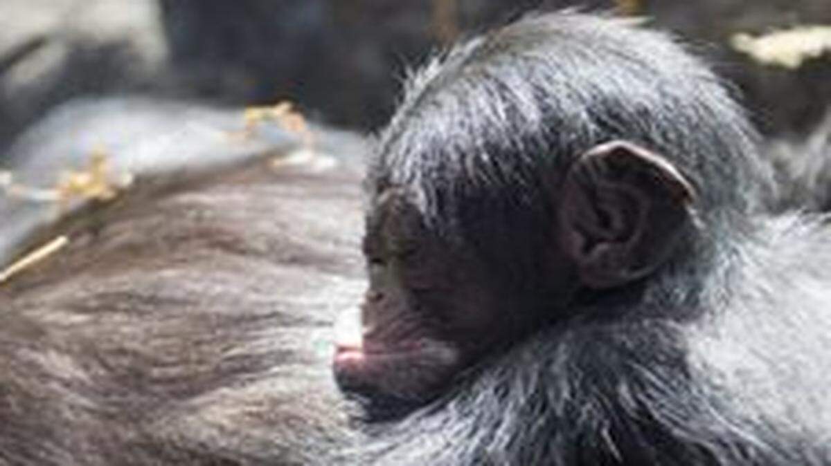 
Royal George, a chimp born Oct. 16, has died at the Kansas City Zoo. 
