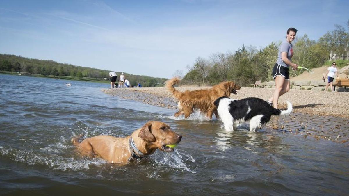 The off-leash dog area at Shawnee Mission Park offers a free outing for energetic pups.