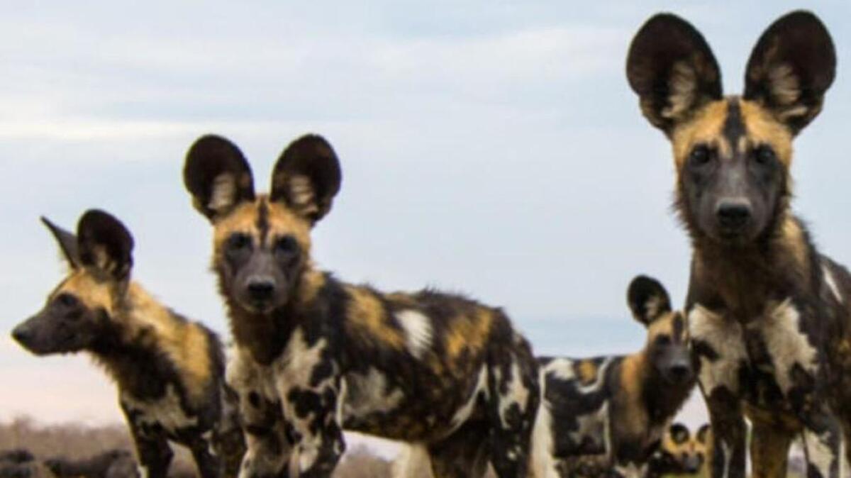 African wild dogs, or painted dogs