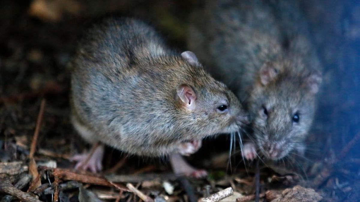 Whether you think they’re cute or not, rodents pose health risks when they inhabit your home. Here’s how to prevent intrusion into your Kansas home this fall.