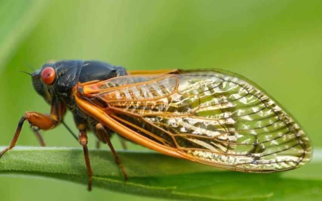 
A massive brood of periodic cicadas is expected to emerge soon in the Kansas City area for the first time in 17 years.
