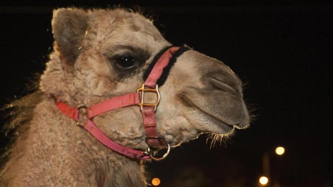 Feds seize gallons of camel milk they allege was illegally shipped to Kansas