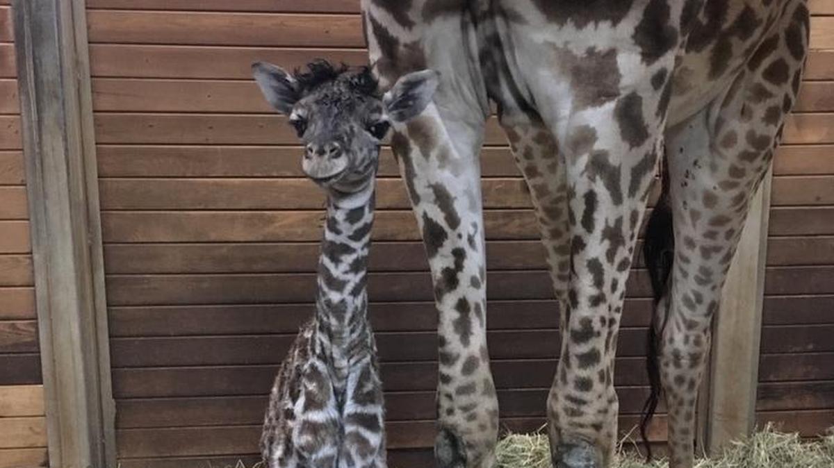 A female giraffe was born Friday at the Kansas City Zoo.