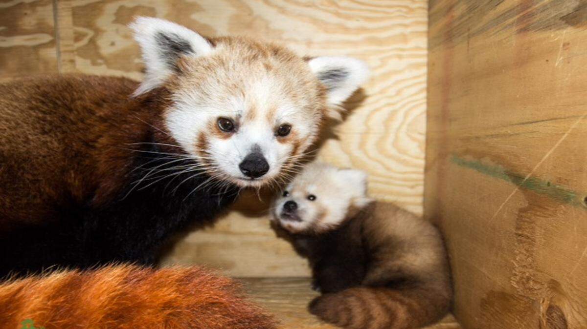 
This red panda cub born at the Kansas City Zoo will make his debut Thursday.
