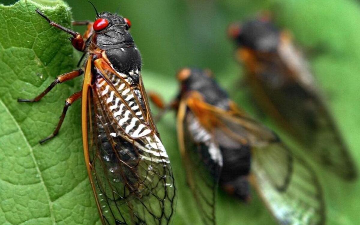 
Cicadas, hear ‘em roar.
