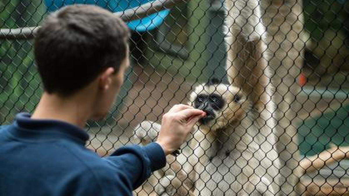 
Jeremy Phan, a zookeeper at the Kansas City Zoo, fed “Chi-Yu,” a white-cheeked gibbon, a mixture of grapes, apples and bananas during a training session at the zoo. Zookeepers give the gibbons treats, so if a veterinarian needs to examine the gibbon up close, food will be the reward.
