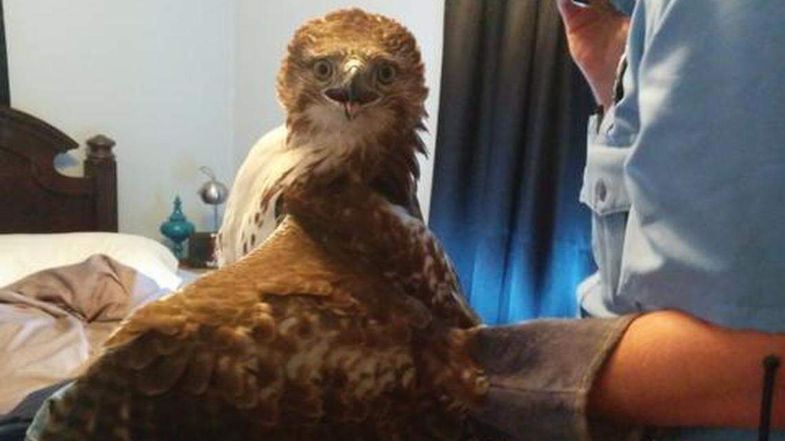 
Chris Harriman, a Kansas City animal control officer, spoke gently to the red-tailed hawk that flew into Drew Arnold’s south Kansas City home — and grabbed it by the talons.
