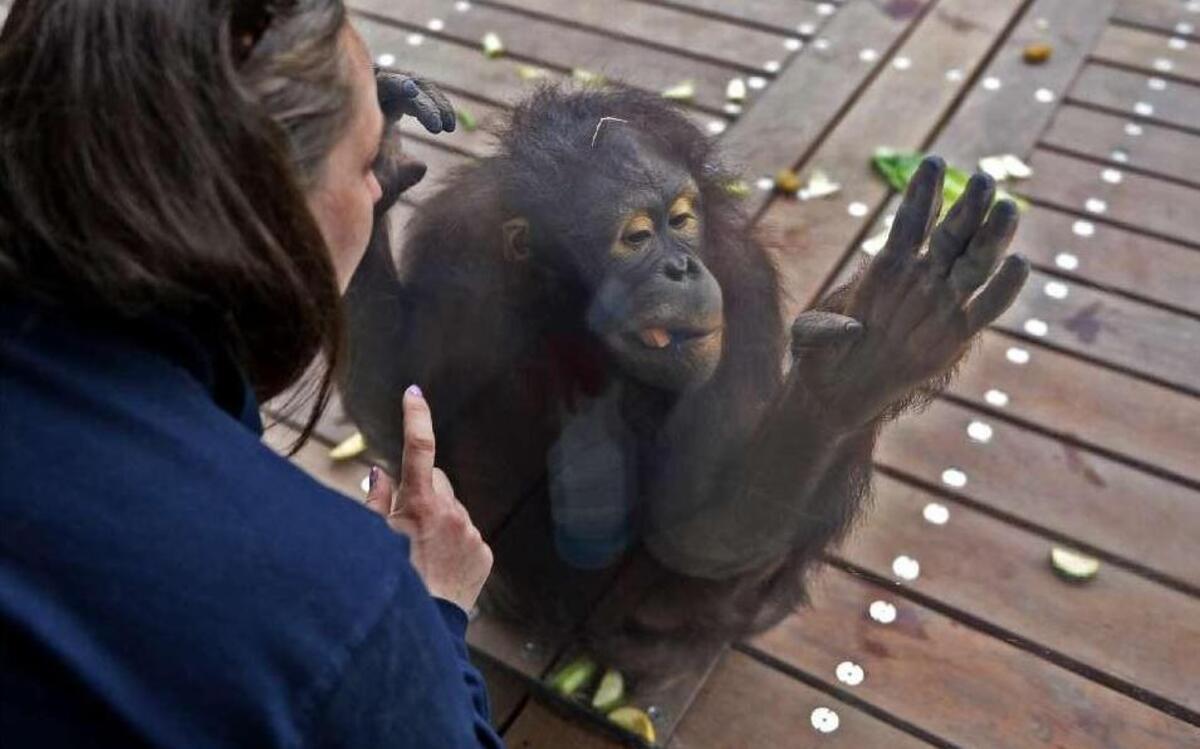 Kalijon, a female Bornean orangutan whom a visitor admired in 2015, briefly escaped the ape house Sunday afternoon. No animals or people were hurt in the incident.