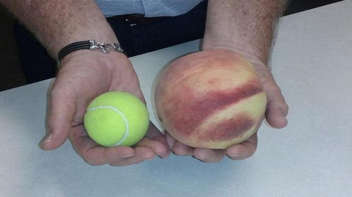 When thinking of the size of the giant peach Johnson County orchardist Mark Angermayer of Tubby Fruits Peach Orchard has grown, don’t think tennis ball. The peach is slightly smaller than a cantaloupe.