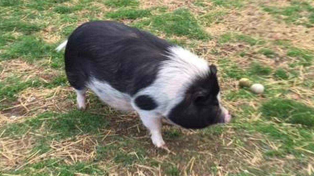 
The Olathe Police Department is looking for the owner of this potbellied pig, found Thursday morning. 
