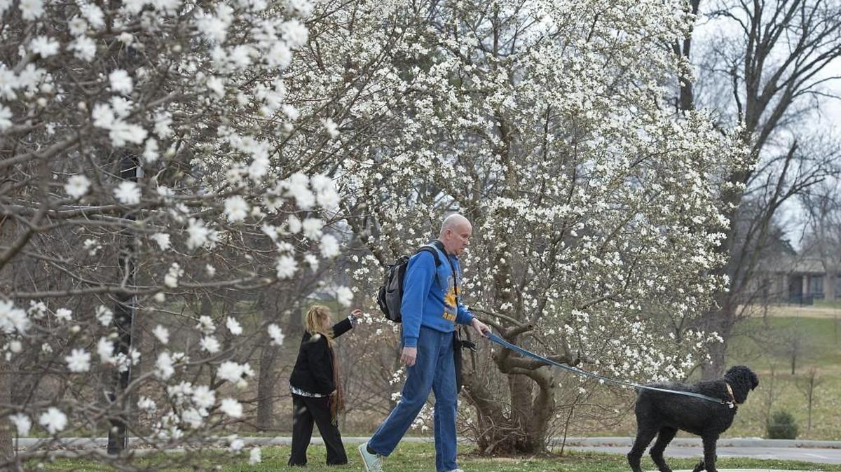 “We couldn't stay inside, it was so nice outside,” said out-of-town visitor Shannon Callahan (left), who admired the magnolia blooms as she friend Barry Wisdom of Kansas City, Kan., strolled through Loose Park on Monday. An unseasonably warm winter has trees blooming in winter and allergy sufferers complaining about high pollen counts.