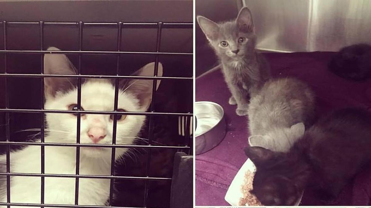 KC Pet Project seeks foster homes for 15 cats and kittens found Wednesday inside a car at Ameristar Casino.