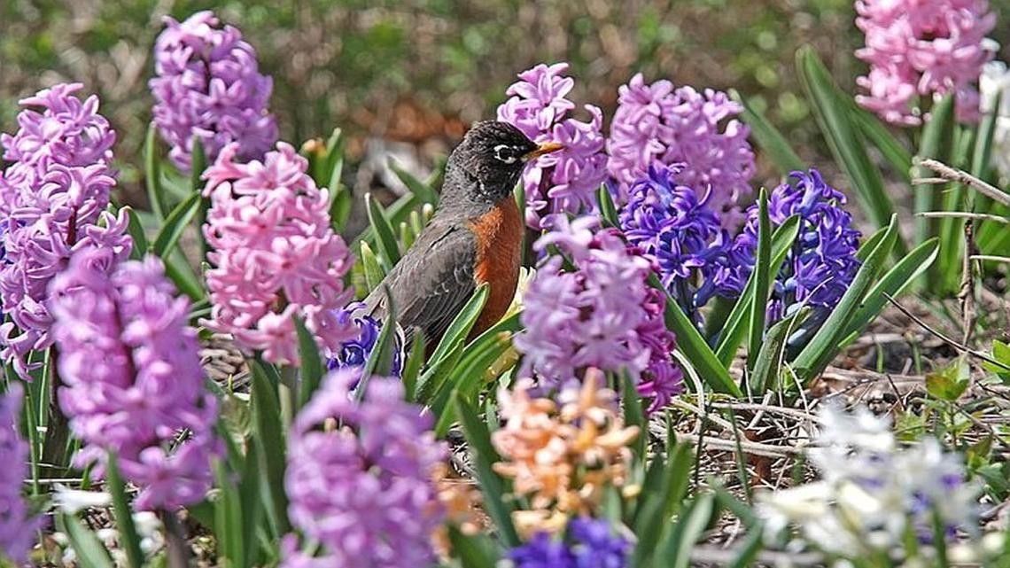 Spring appears to have arrived early in Kansas City. This could lead to damaged plants if a late frost or freeze strikes.