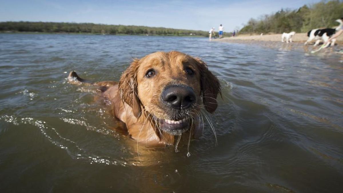 Do dogs dig the off-leash area at Shawnee Mission Park? Check out the smile on Murray, a golden retriever owned by Phil Brown of Lenexa.