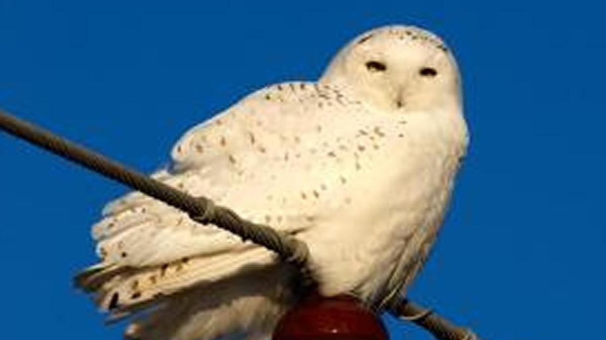 Snowy owl