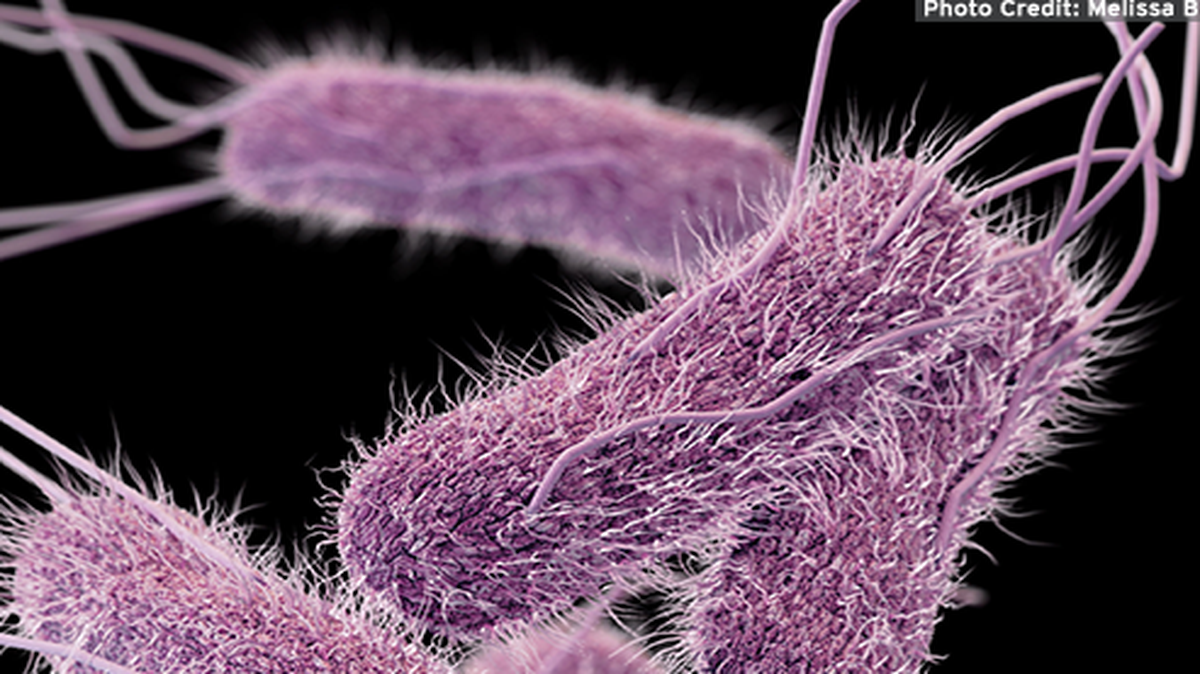 The latest research from the University of Missouri and the Cancer Research Center turns salmonella’s unique characteristic that allows the bacteria to penetrate through cell barriers and replicate inside its host into a benefit in the fight against cancer without harming normal, healthy cells.