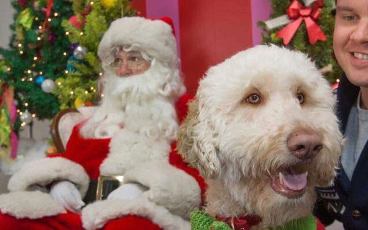 
Truman the golden doodle posed Sunday with Santa (Alan Hood) at the Santa Paws photo event on the Country Club Plaza. Truman belongs to Jacob Pratt of Platte City (right).

