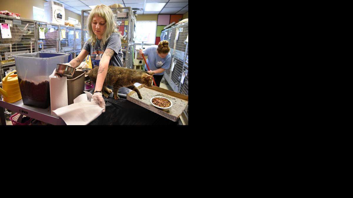 
Quarters were tight last summer as Tori Mize, an employee on the feline care team, cleaned food and water bowls at KC Pet Project, 4400 Raytown Road in Kansas City.
