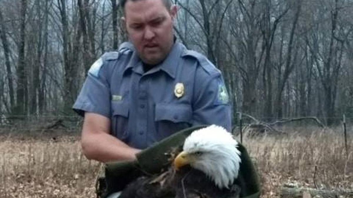 Missouri Department of Conservation Agent Tyler Green helped free a bald eagle in Cedar County that had been caught in a coyote trap.