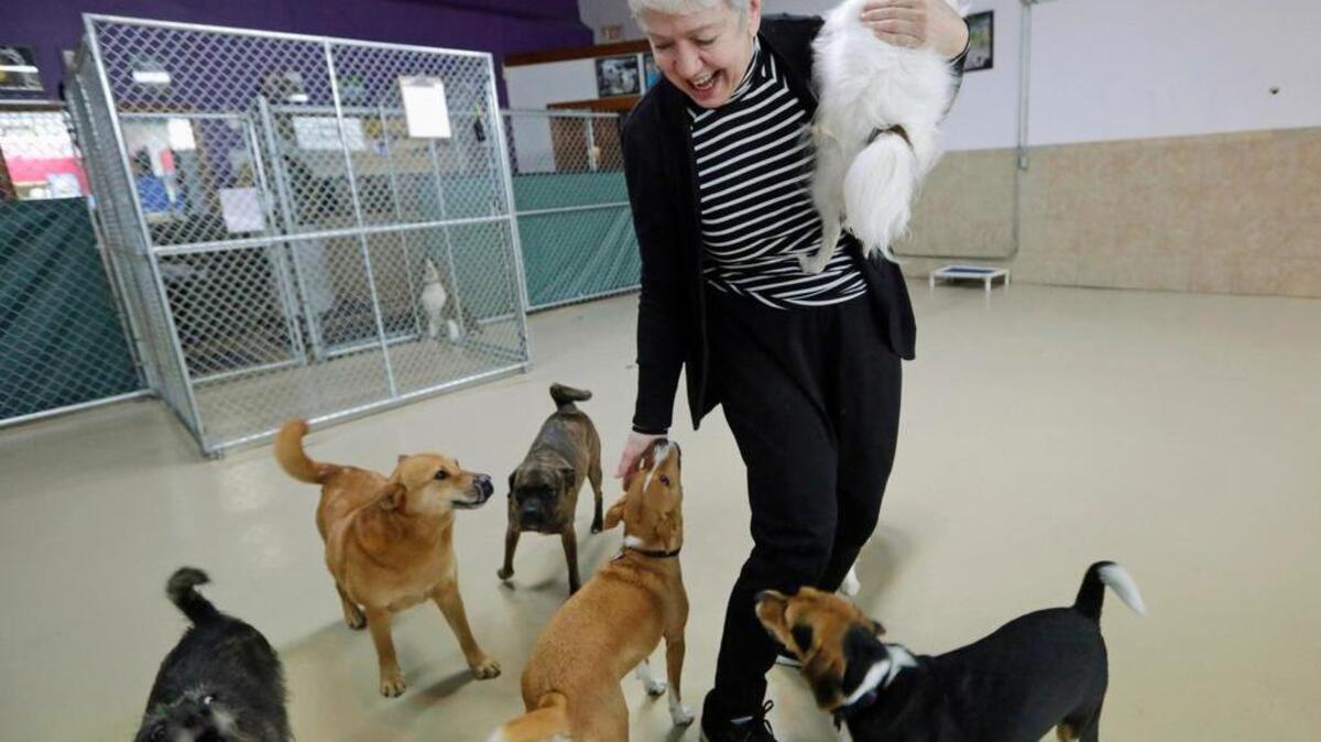 Last year, Chicago became the epicenter of an outbreak of a strain of canine influenza. The dog flu can spread in day care centers like Beverley Petrunich’s in Chicago.