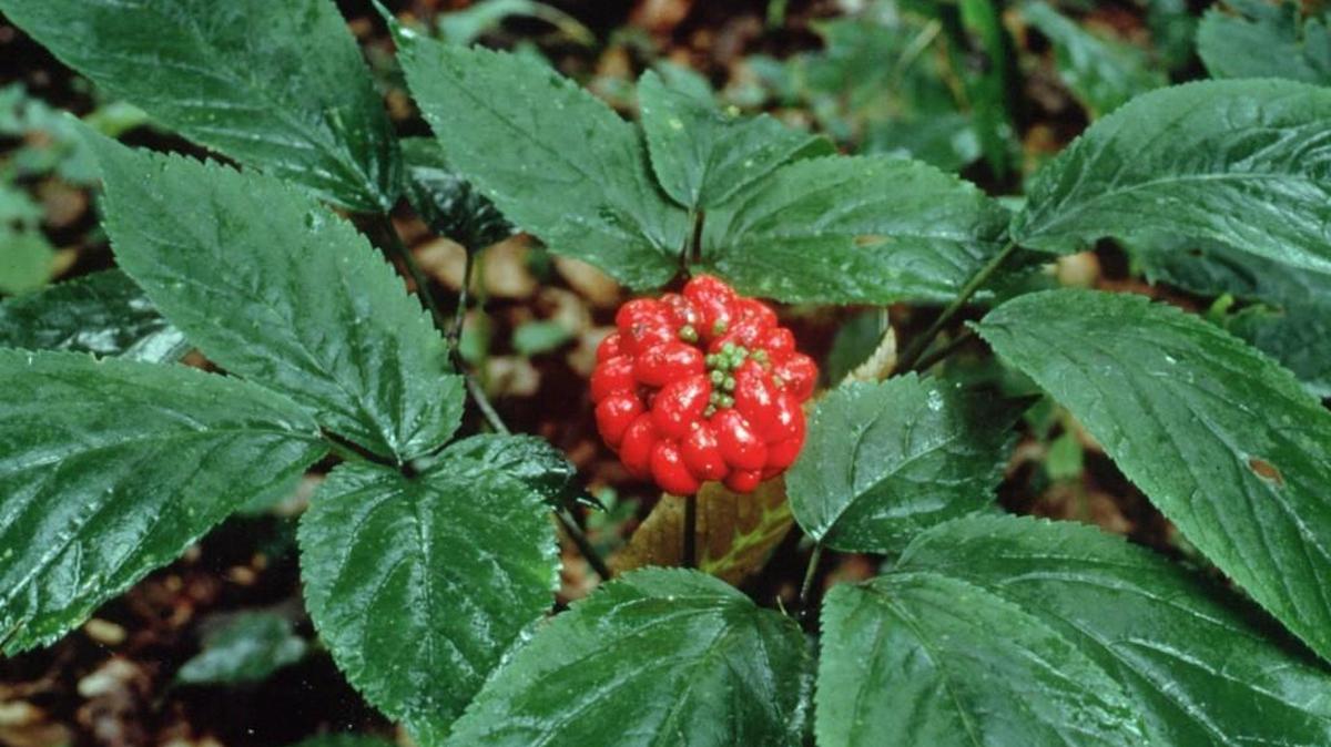 Shiny, bright-red fruit is a trademark of ginseng, like this kind cultivated in Minnesota. Ginseng also grows wild in parts of Asia and eastern North America. It is the root, not the fruit, that has been credited with possessing medicinal powers for at least 5,000 years, beginning in China.