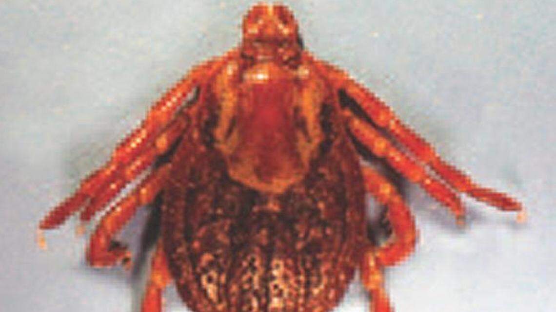 
Although investigators don’t yet know the source of a new virus, called Bourbon virus, they think that it may be transmitted through the bites of ticks or other insects. 
