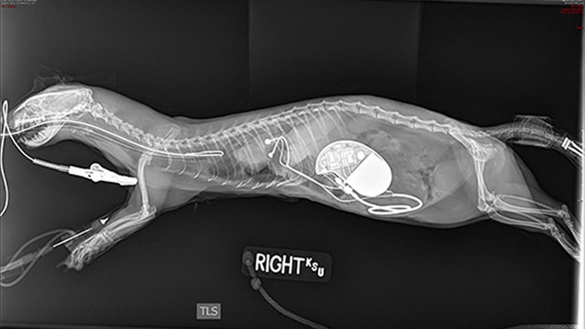 The radiograph reveals the implantation of the pacemaker in the abdomen, where it will help Zelda maintain her heartbeat at a normal rhythm for ferrets.