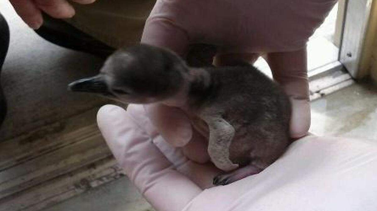 
The only penguin chick born at the Kansas City Zoo died Monday of kidney failure, zoo officials said. The Humboldt penguin lived 37 days but lacked the nutrients to grow and had respiratory problems.
