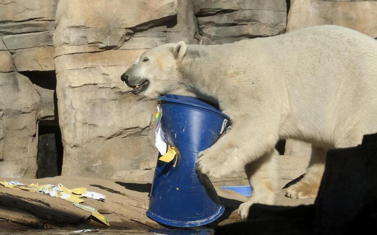 Nikita played with a barrel decorated with handmade cards during his going-away party Saturday at the Kansas City Zoo. Nine-year-old Nikita has lived at the Kansas City Zoo for five years. Nikita is headed for the North Carolina Zoo in Asheboro, where a 15-year-old female bear named Anana is waiting.