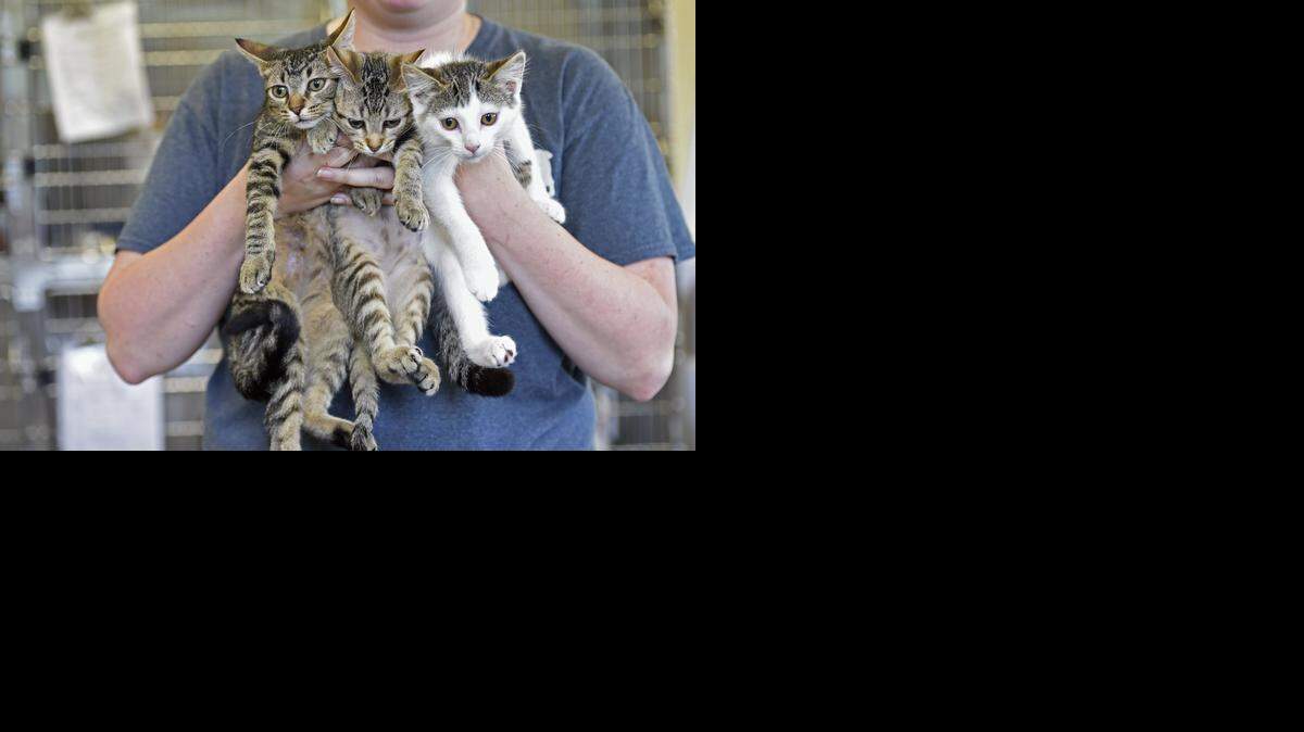 
Great Plains SPCA’s cut-rate fees for cats were scheduled to end Sunday, and there were still plenty of potential adoptees. Shelter manager Jackie Lightle displayed three at the Independence campus, 21001 E. Missouri 78. 
