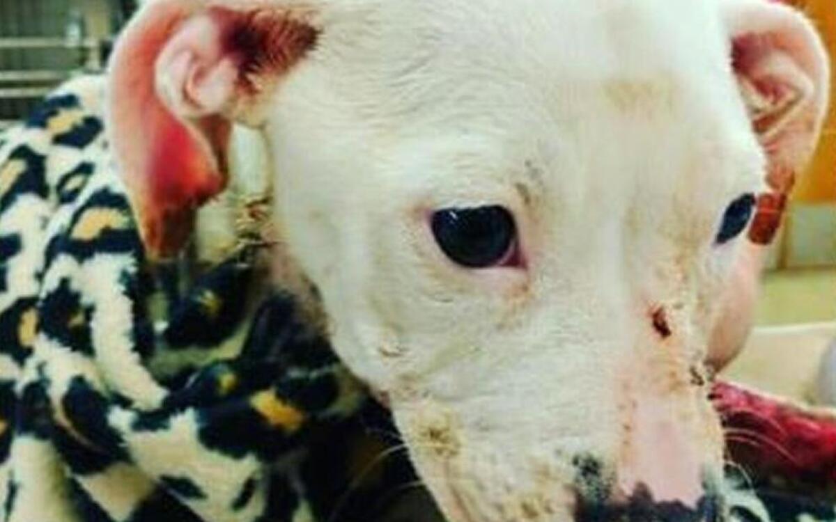 Aurora, a 4-month-old puppy, was found Saturday in the 800 block of South Ferree Street in Kansas City, Kan., with second- and third-degree burns covering almost half her body.