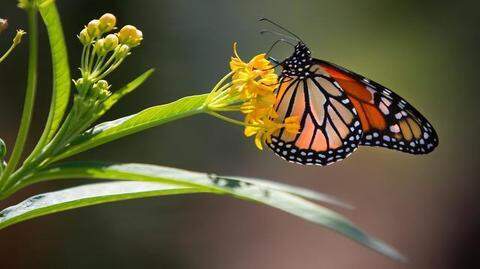 
The U.S. Fish and Wildlife Service announced a new campaign this week to boost the population of the monarch butterfly, whose numbers have taken a dive. 
