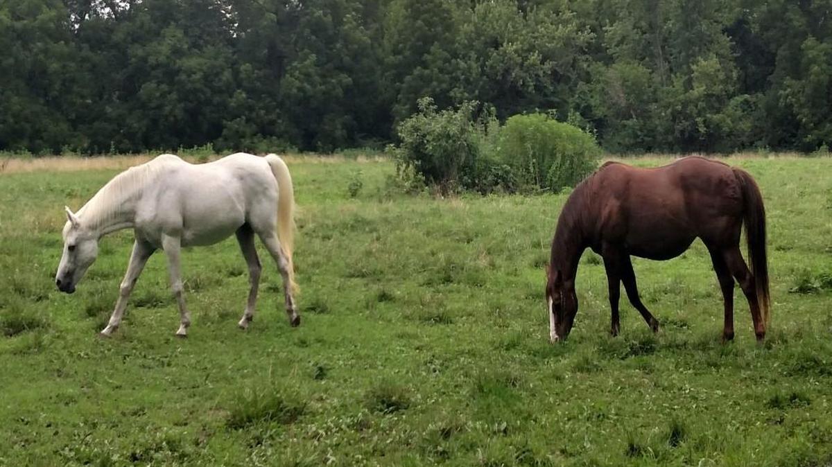 Lytia, the white horse on the left, and Agapey were missing Thursday from their south Overland Park pasture after record flooding at Wolf Creek.