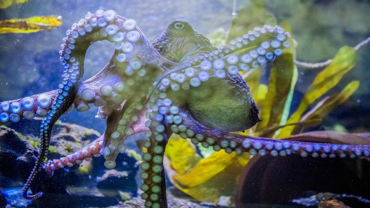 Inky the octopus was pictured in a tank at the National Aquarium of New Zealand — before his great escape. )