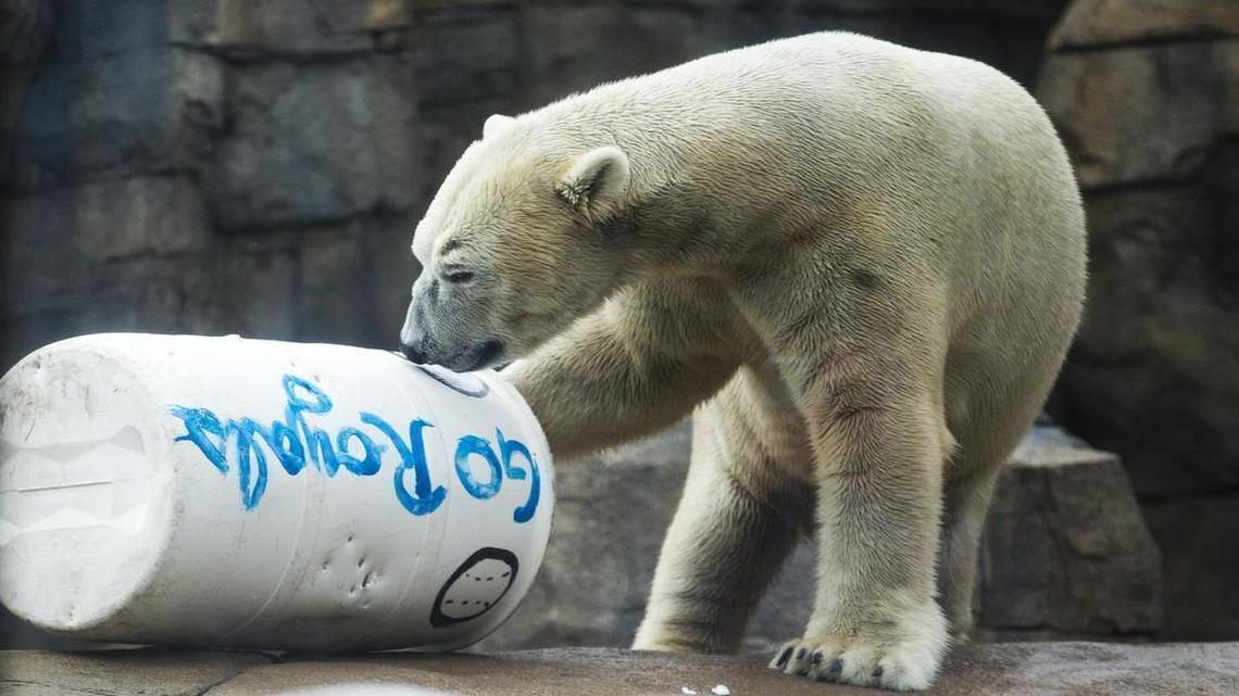 
Nikita, the Kansas City Zoo’s 8-year-old male polar bear, is headed to the North Carolina Zoo for breeding. A female, Berlin, will remain in the Kansas City Zoo’s exhibit.
