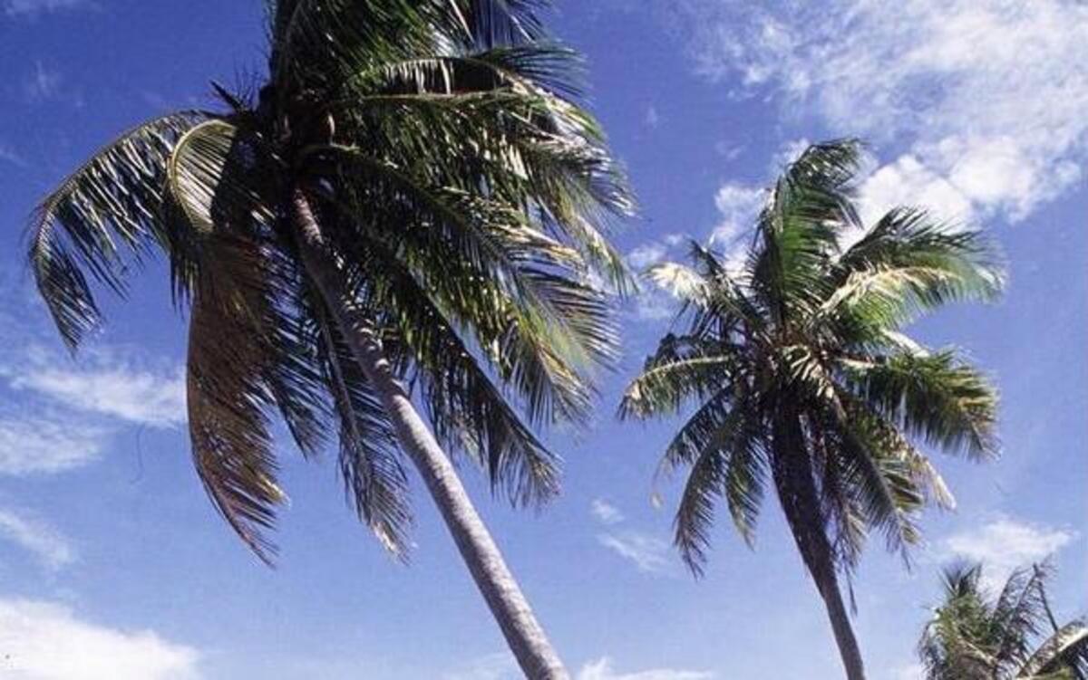 
If this is paradise, where are the cheeseburgers I keep hearing about?
