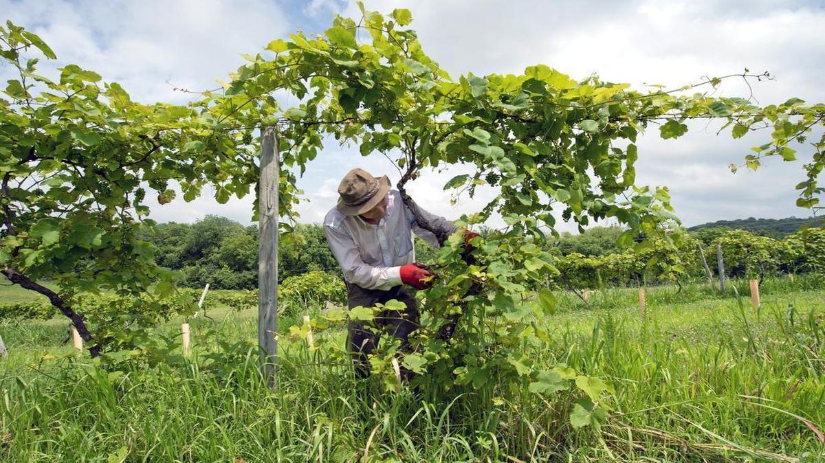 
USDA rankings of all U.S. counties for “natural amenities” didn’t think much of the metro area. There are plenty of pretty place — such as the Riverwood Winery, north of Weston in the Missouri River bluffs — but not the mild weather the rankings also valued.
