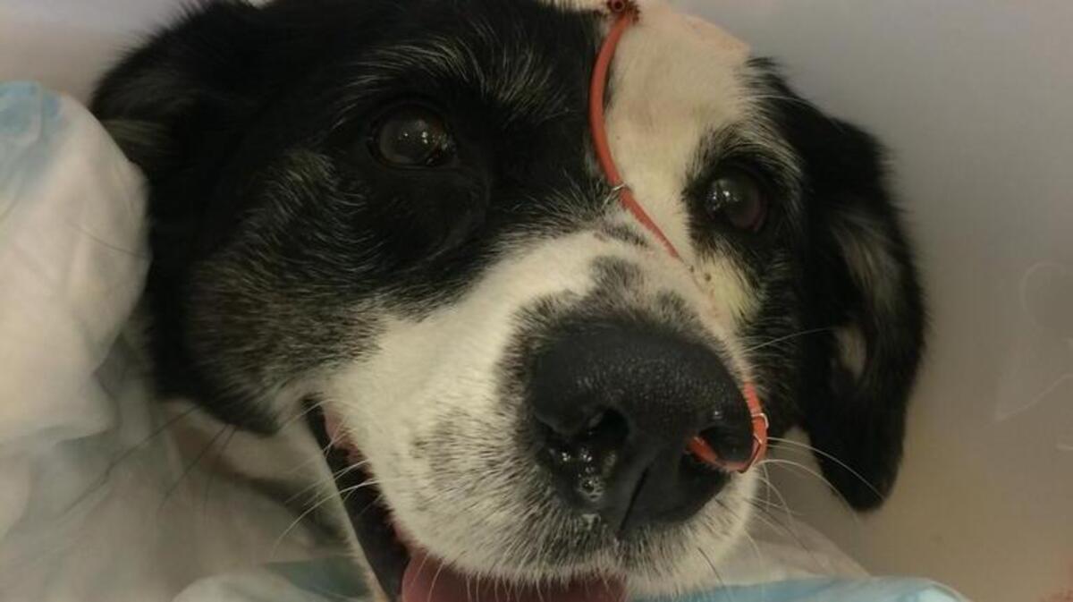 Finley receiving oxygen at BluePearl Veterinary Partners hospital’s intensive care unit.