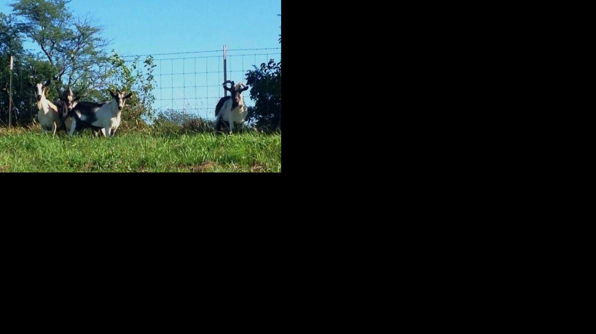 
Olathe police are looking for the owners of four goats that were found 3 p.m. Thursday near Interstate 35 and Lone Elm Road
