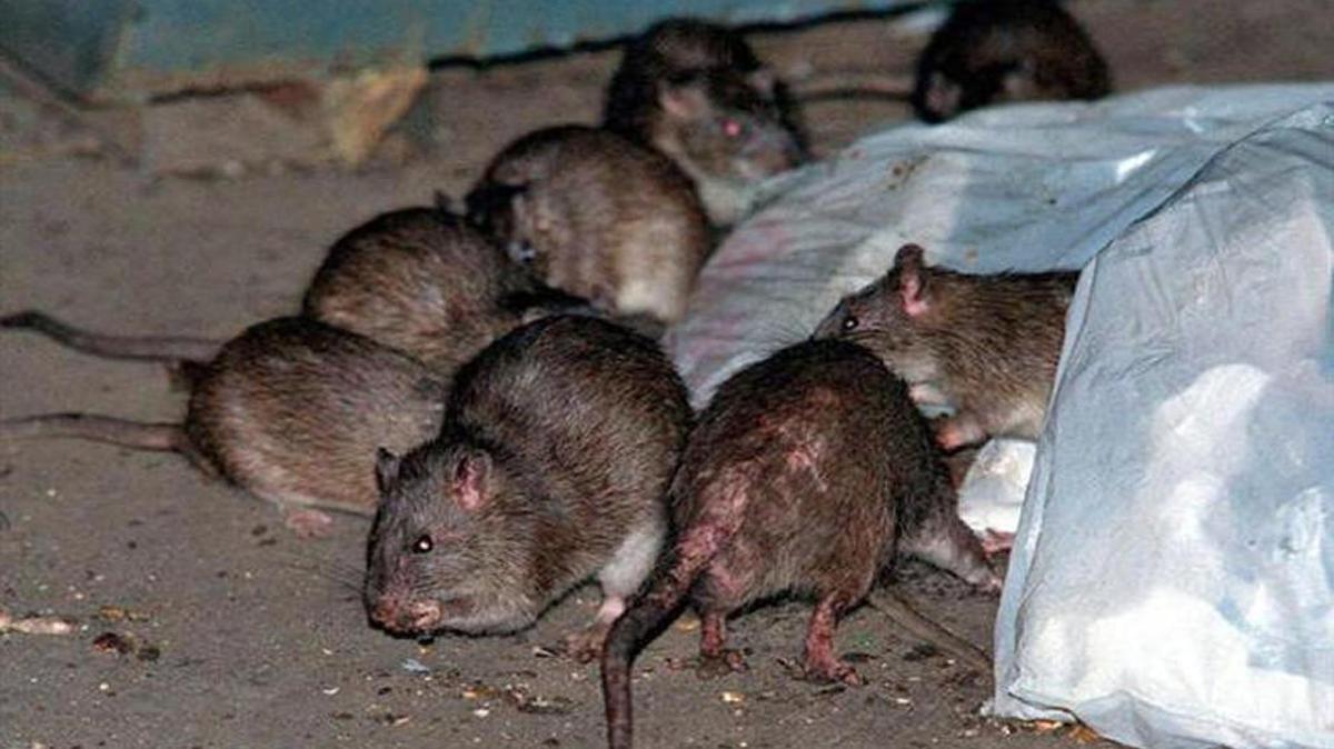 The latest statistics from the government’s American Housing Survey places the Kansas City metro area sixth out of 25 most-populous metros in the United States when it comes to rats and mice seen in homes.