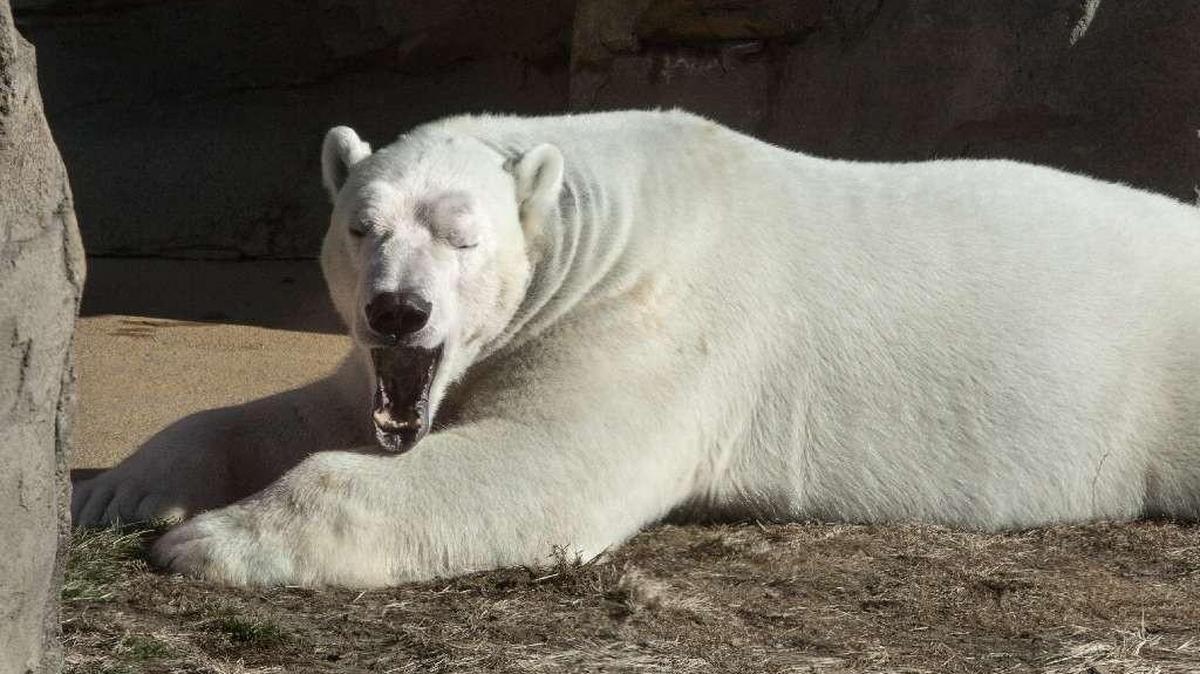 Nikita, a male polar bear who had resided at the Kansas City Zoo for five years, left Wednesday for the North Carolina Zoo in Asheboro.