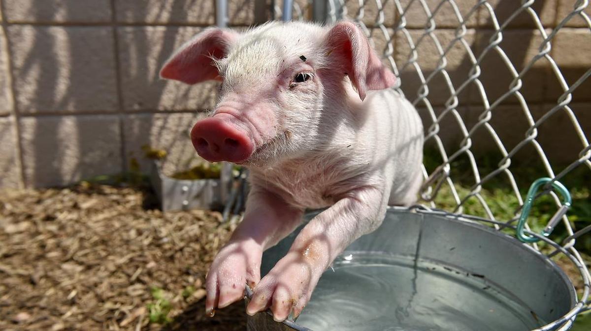 
Baby Porky, a piglet that fell out of a truck Monday on northbound Interstate 35 in Olathe, was rescued on the busy highway by Madison Lee of Goshen, Ind. Baby Porky will be adopted Saturday and become a pet on a farm.
