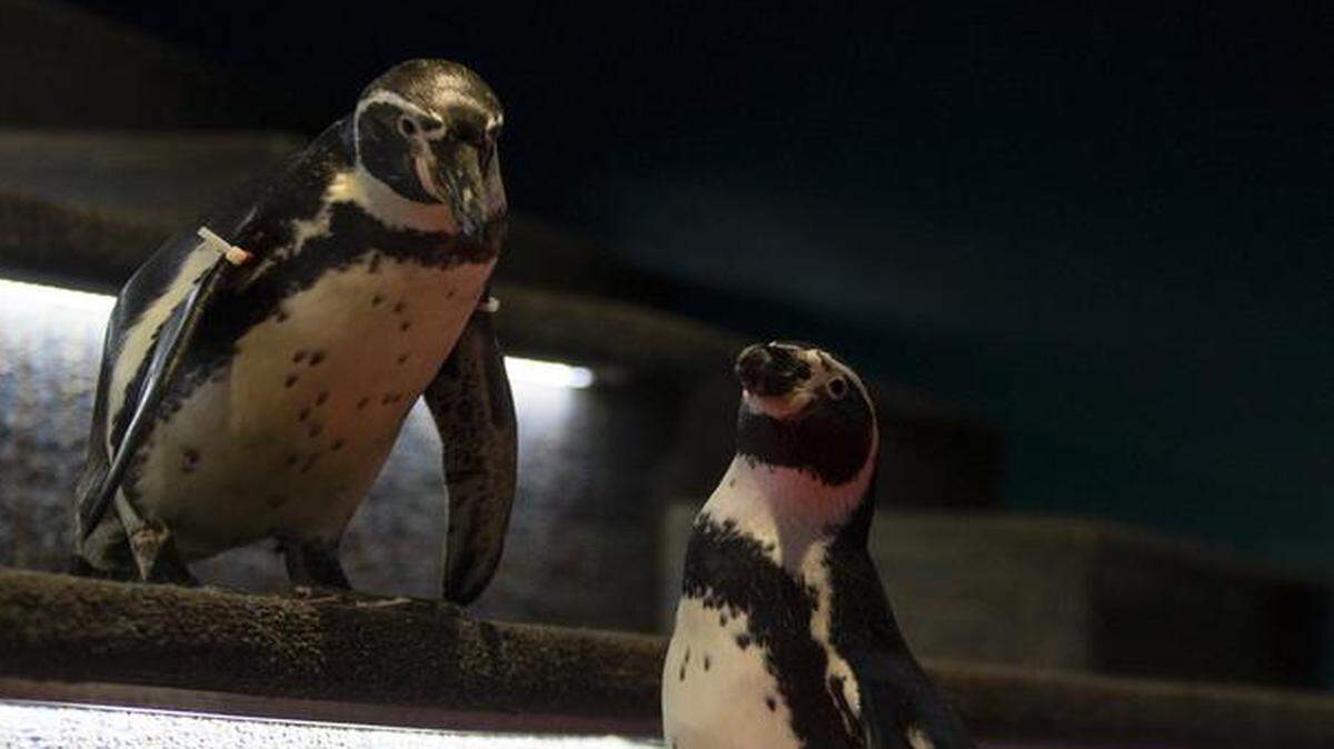 
Stars of the day: Hota (right) and Monster, the Humboldt penguins who got the red-carpet treatment Sunday at the Kansas City Zoo. 
