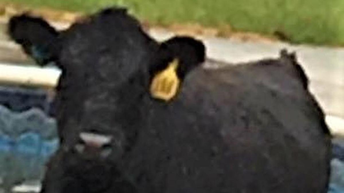 Authorities in Johnson County are asking for the public’s help in locating the owner of two cows found wandering Thursday afternoon.