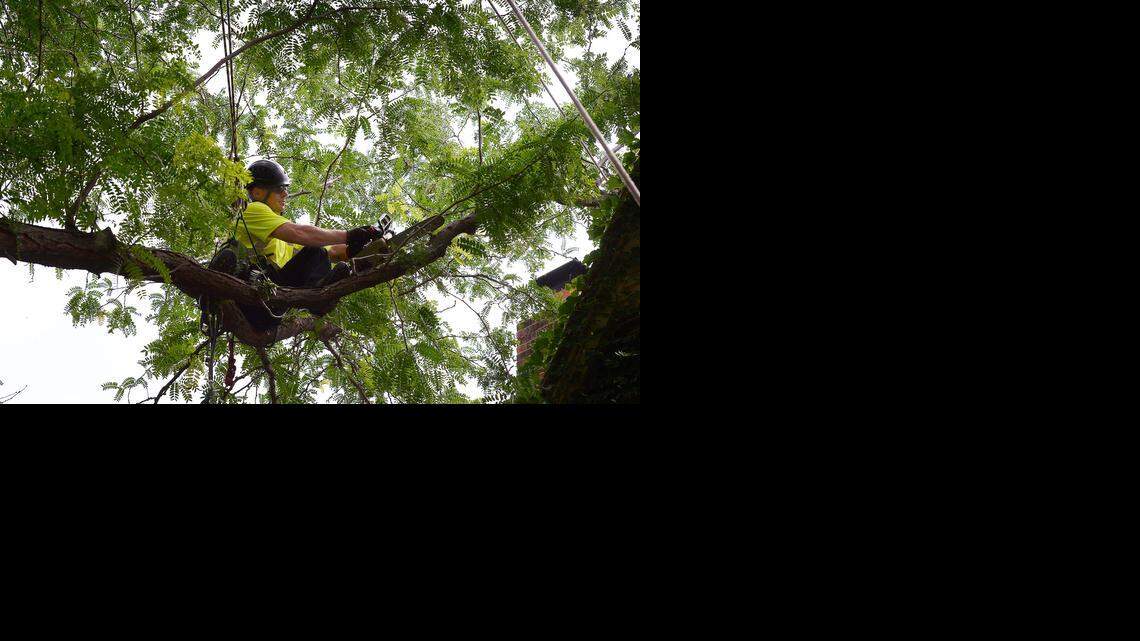 
Bryan Hendrickson, a general foreman for K.C. Arborist Tree Care, supports nearly all of his weight with a rope (left) while using a chain saw Friday to trim a branch hanging over the roof of a house near 81st Street and Mission Road. Another crew member on the ground keeps tension on a second rope (upper right) on the portion being cut off, so it then can be safely lowered to the ground.
