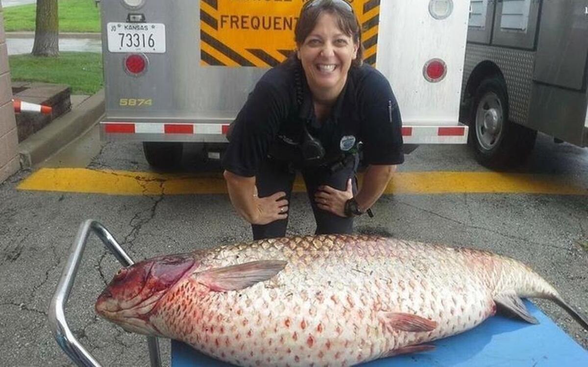 
Animal control officer Jamie Schmidt of the Olathe Police Department posed with a huge carp found last week in a drainage ditch in the Persimmon Hill subdivision. The carp, which was dead, probably came from a small lake in the subdivision during last week’s storm, Schmidt said.

