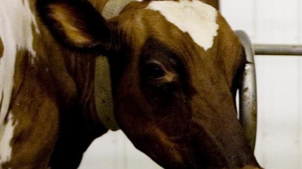 Mooo!