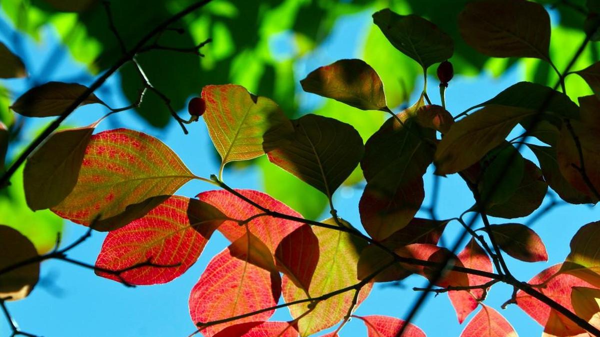 Leaves change color in late September in years past.