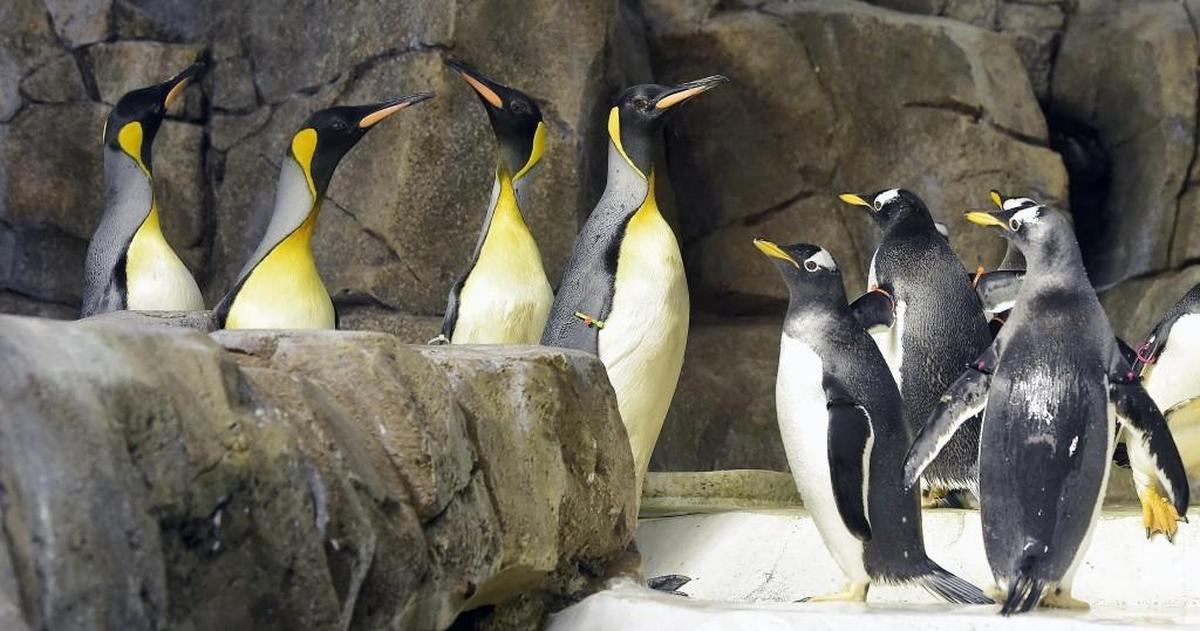 You can’t visit the penguins at the Kansas City Zoo, but you can watch them.